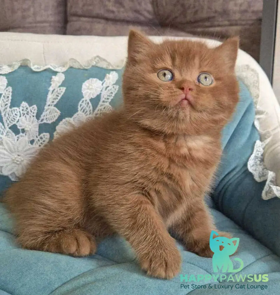 Baksik British Shorthair male cinnamon - live animals