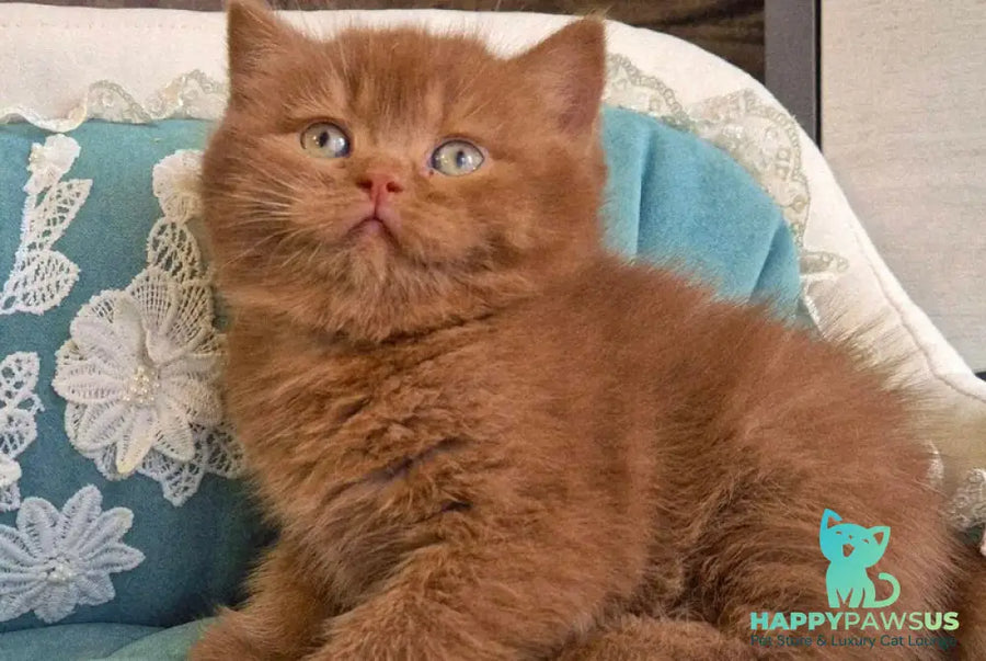 Baksik British Shorthair male cinnamon - live animals