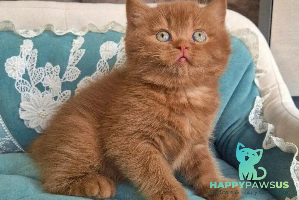 Baksik British Shorthair male cinnamon - live animals