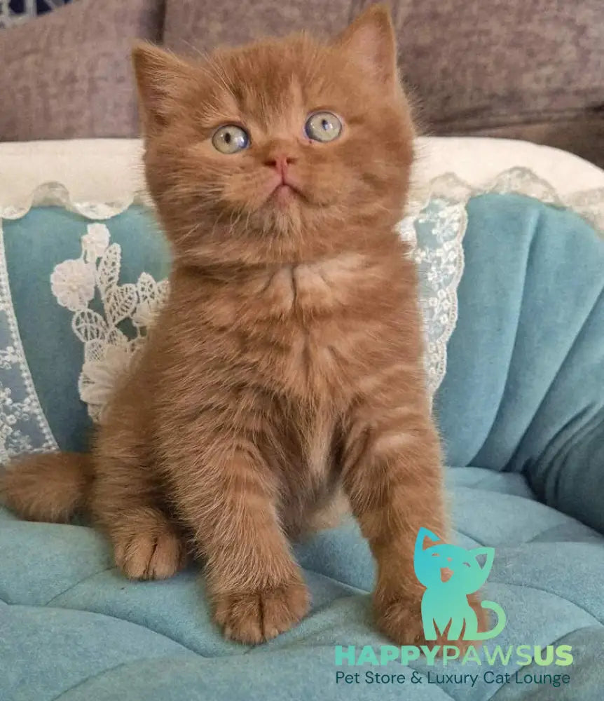 Baksik British Shorthair male cinnamon - live animals