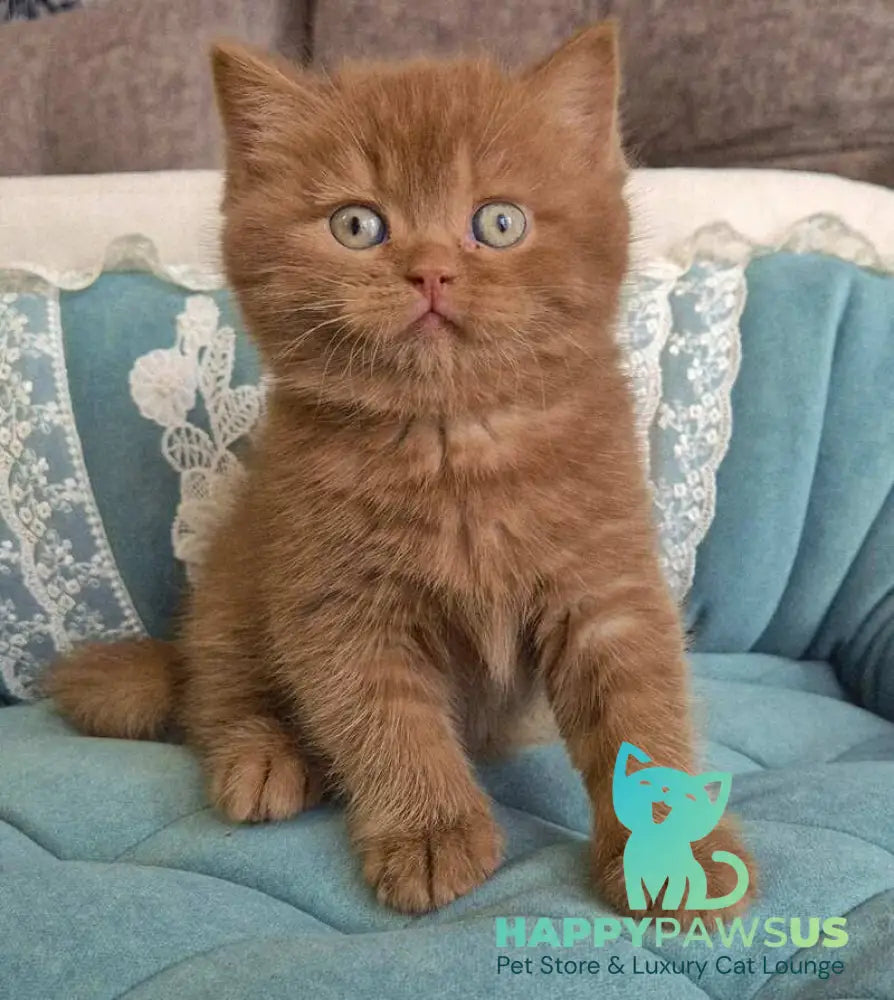 Baksik British Shorthair male cinnamon - live animals