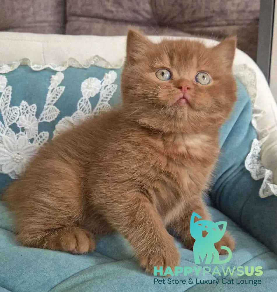 Baksik British Shorthair male cinnamon - live animals