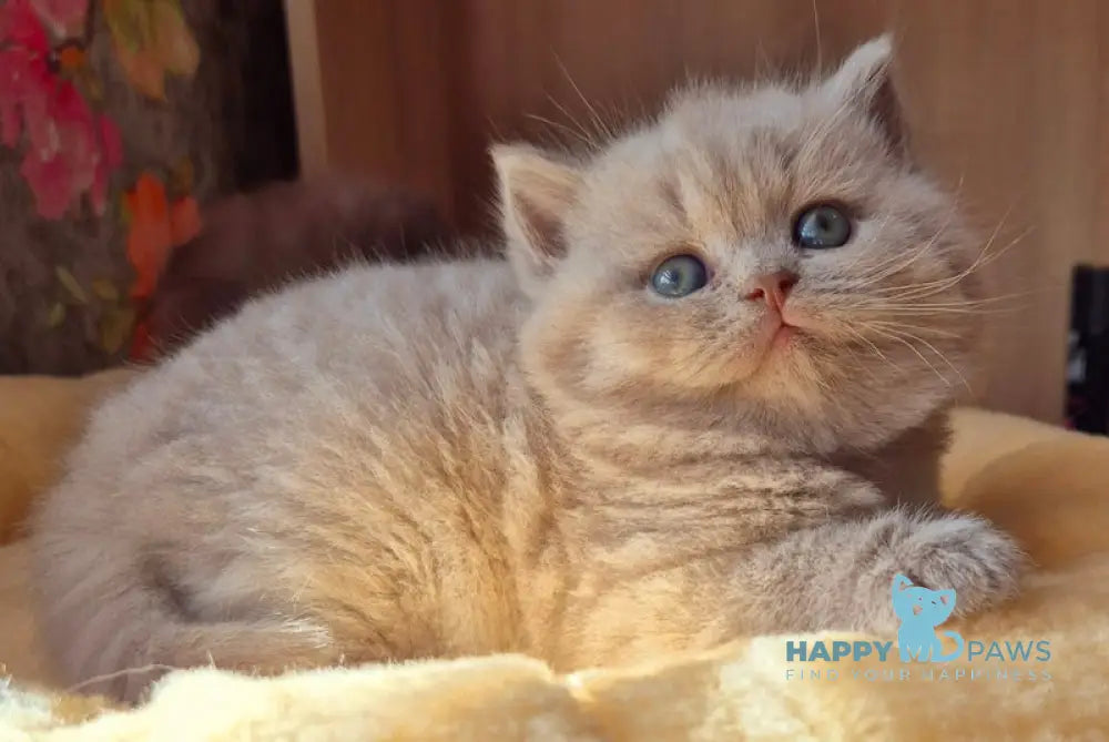 Baksik British Shorthair male lilac live animals
