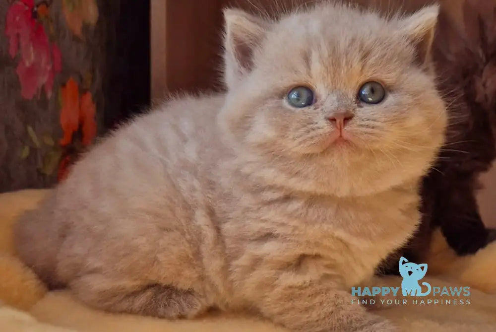 Baksik British Shorthair male lilac live animals