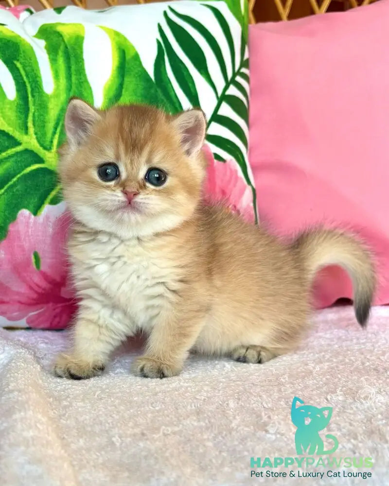 Bala British Shorthair female black golden shaded - live animals