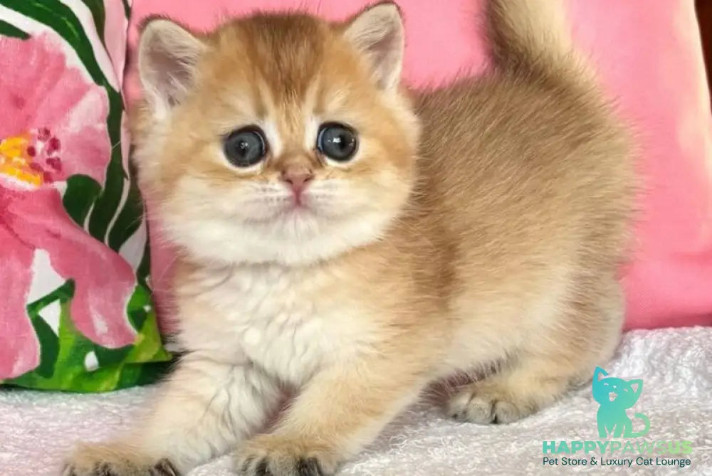 Bala British Shorthair female black golden shaded - live animals