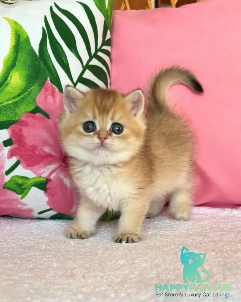Bala British Shorthair female black golden shaded - live animals