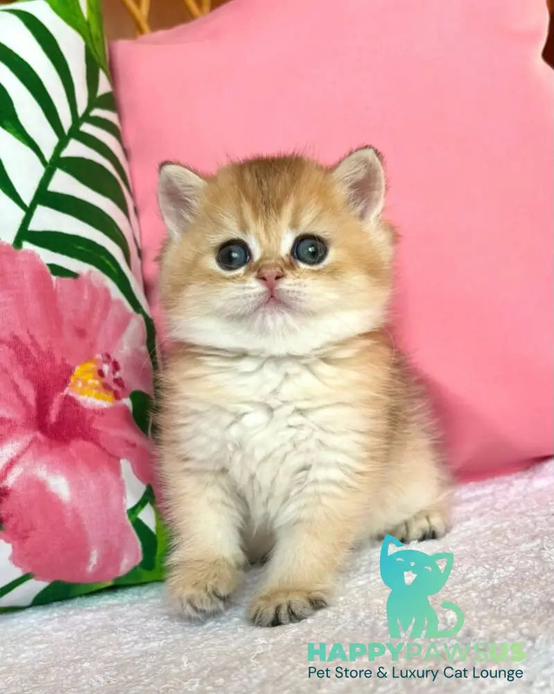 Bala British Shorthair female black golden shaded - live animals