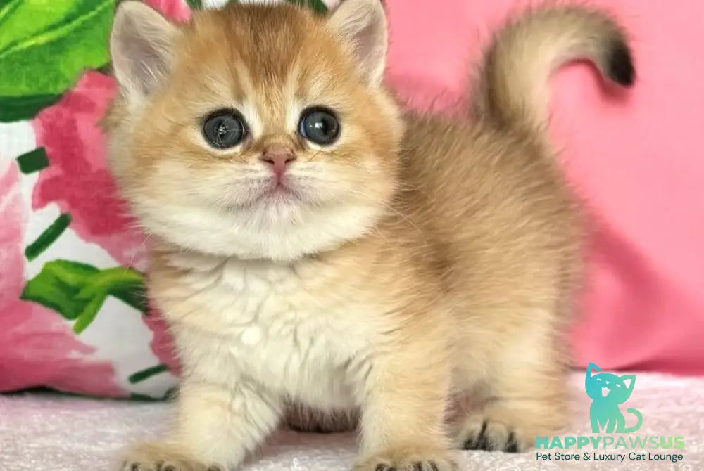 Bala British Shorthair female black golden shaded - live animals
