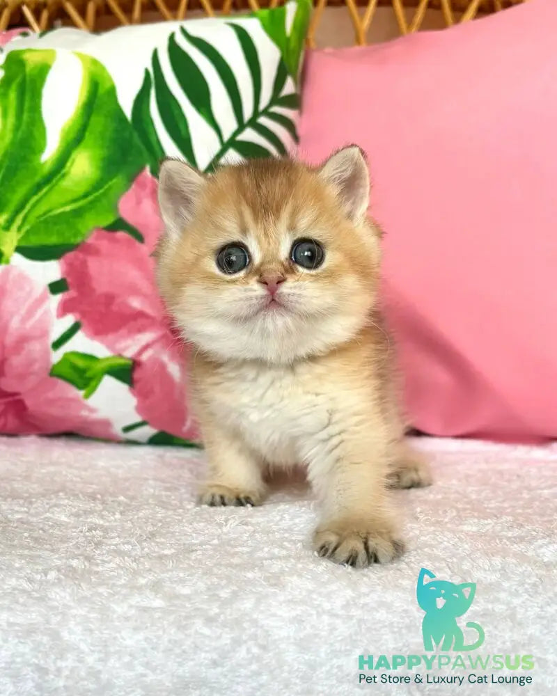 Bala British Shorthair female black golden shaded - live animals