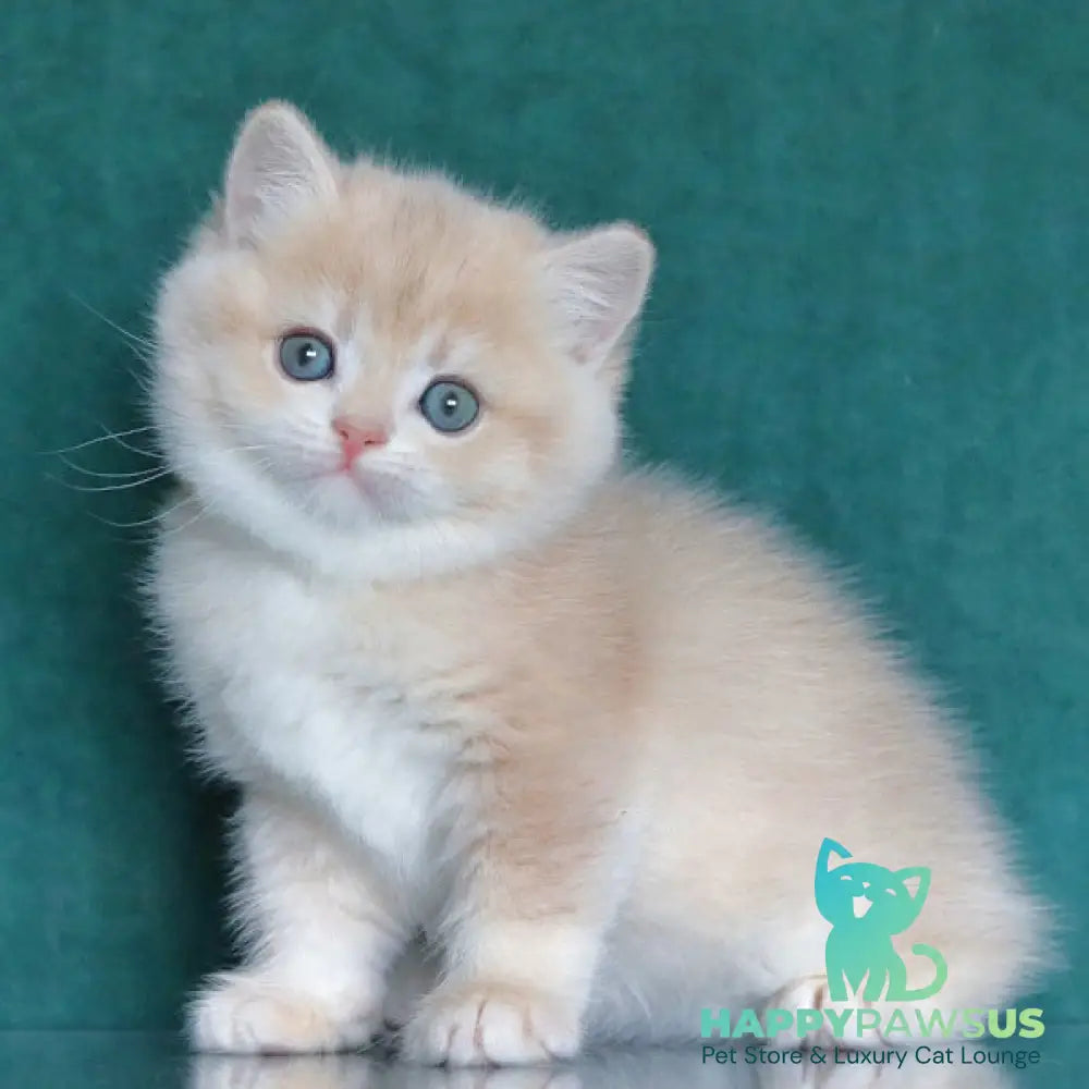 Balenciaga British Shorthair female blue golden chinchilla - live animals