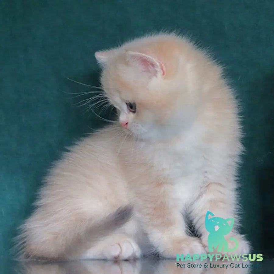 Balenciaga British Shorthair female blue golden chinchilla - live animals