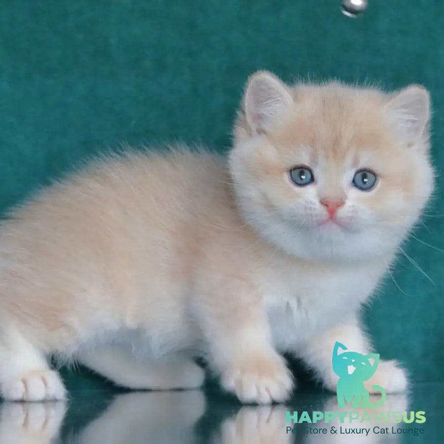Balenciaga British Shorthair female blue golden chinchilla - live animals