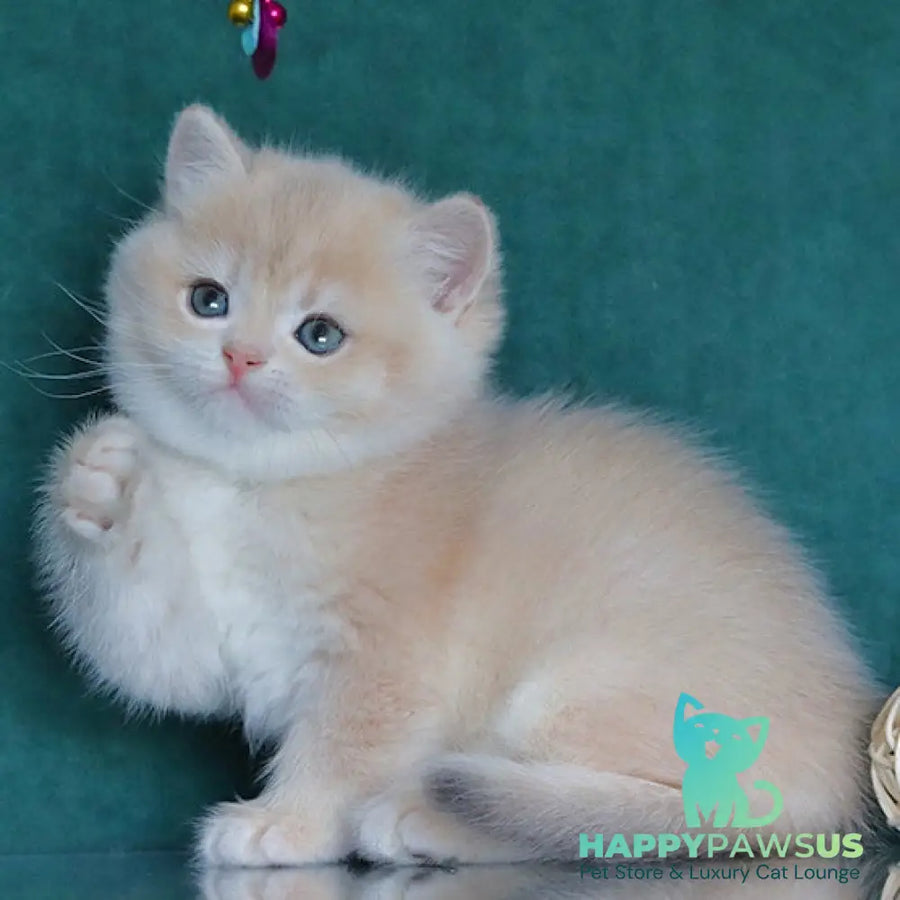Balenciaga British Shorthair female blue golden chinchilla - live animals