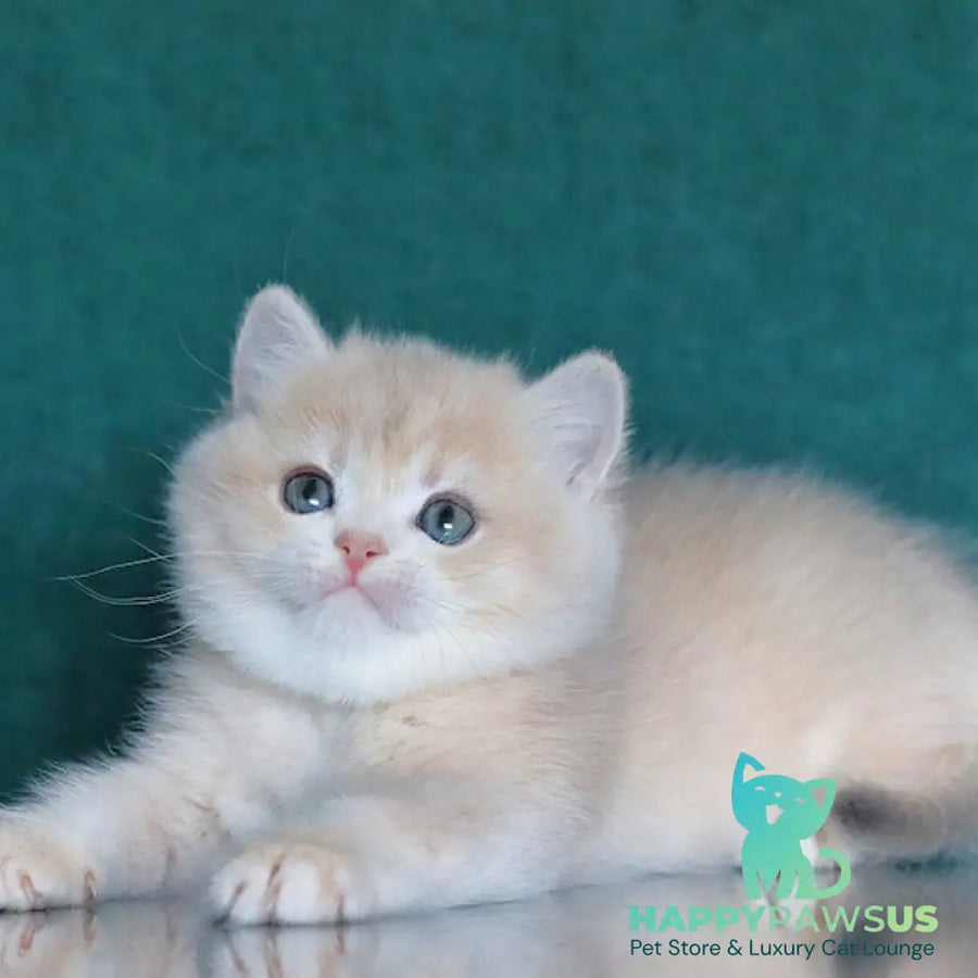 Balenciaga British Shorthair female blue golden chinchilla - live animals