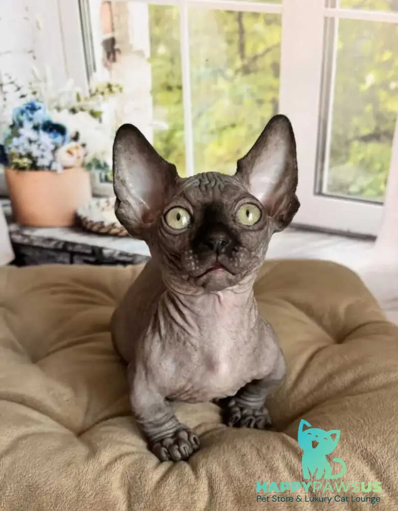 Bali Bambino male black - live animals