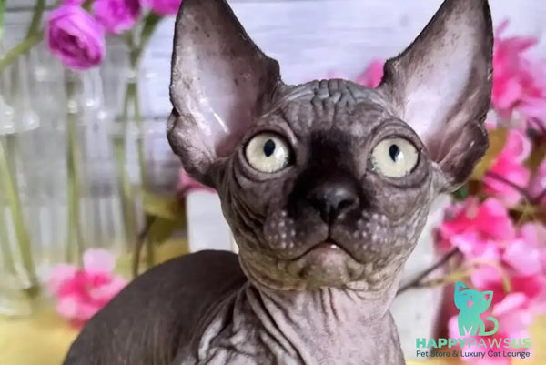 Bali Bambino male black - live animals