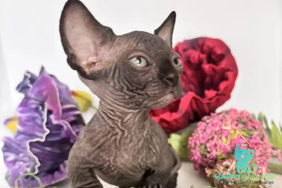 Bali Bambino male black - live animals
