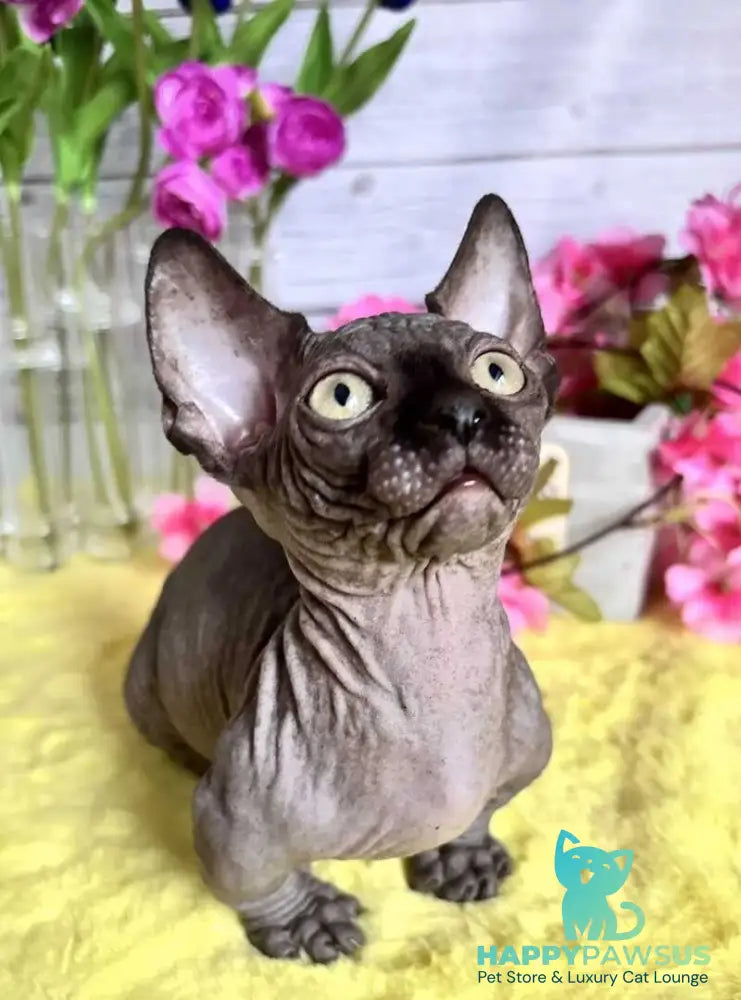 Bali Bambino male black - live animals