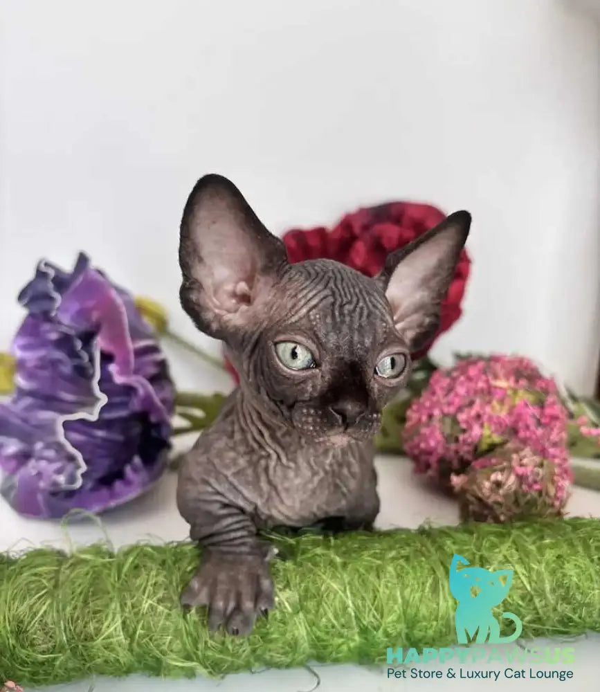 Bali Bambino male black - live animals