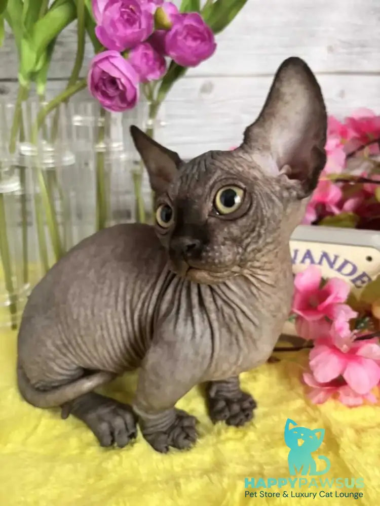 Bali Bambino male black - live animals