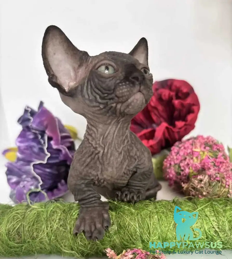 Bali Bambino male black - live animals