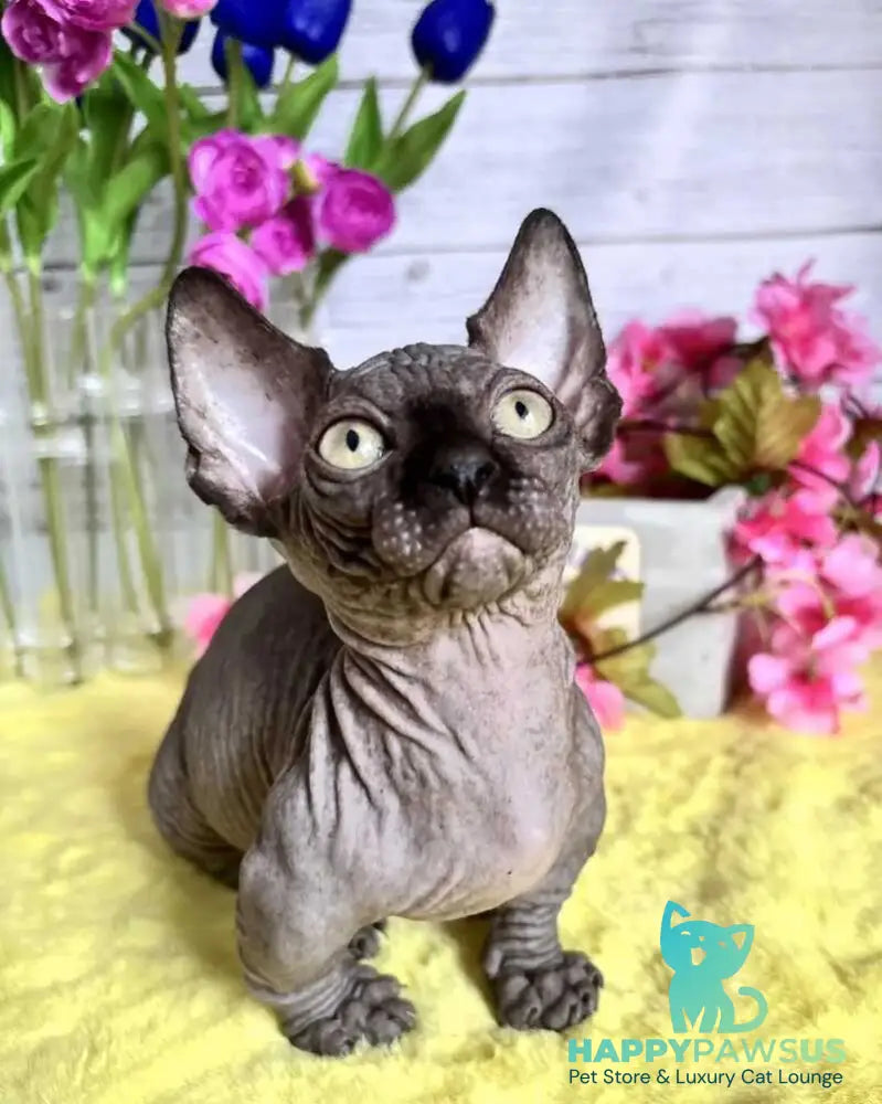 Bali Bambino male black - live animals