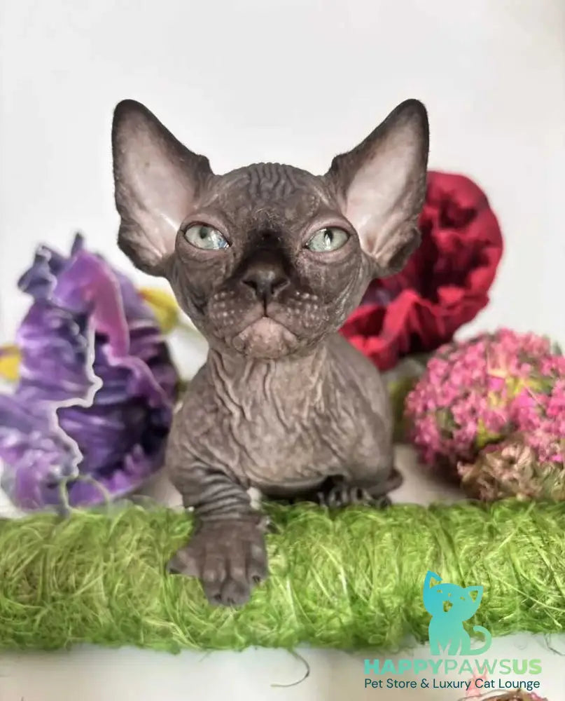Bali Bambino male black - live animals