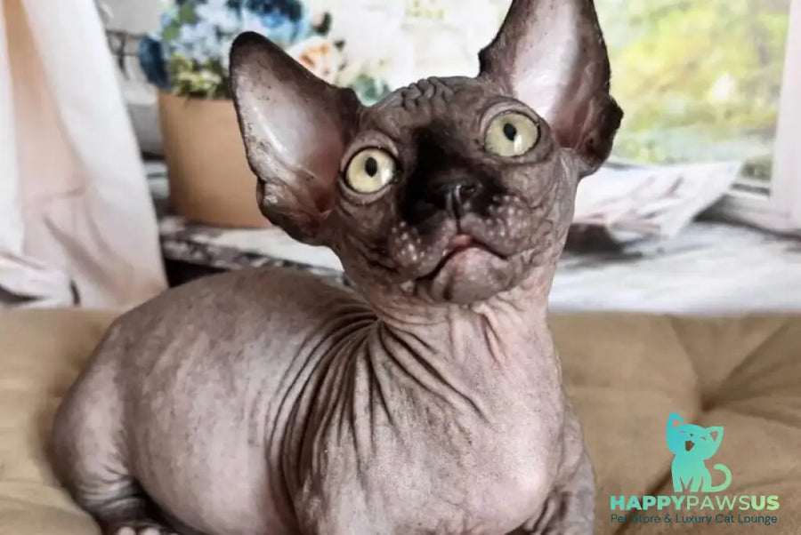 Bali Bambino male black - live animals
