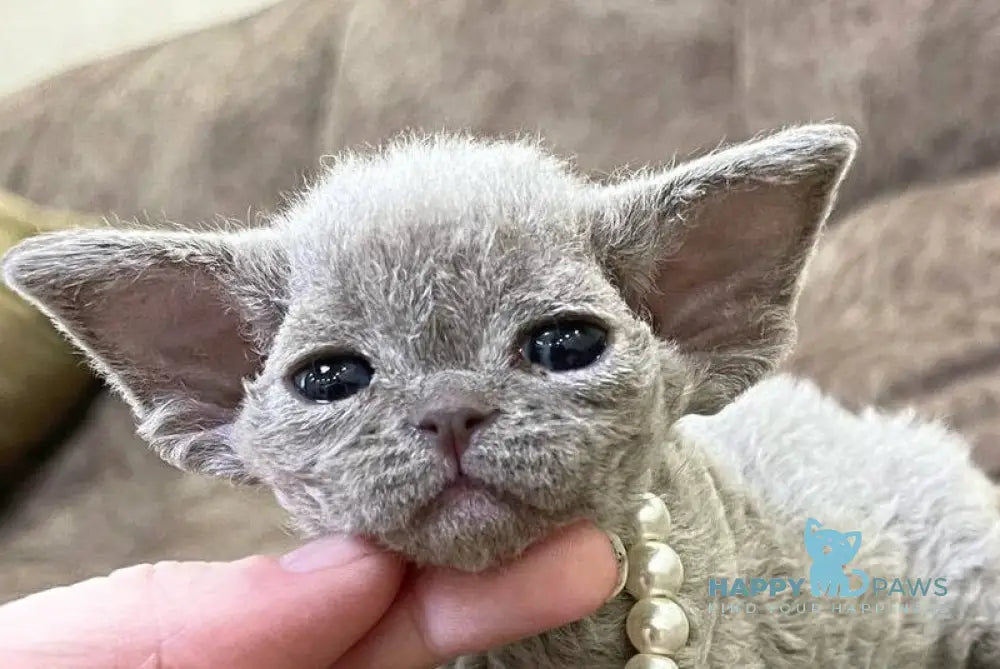 Bali Devon Rex female lilac - live animals