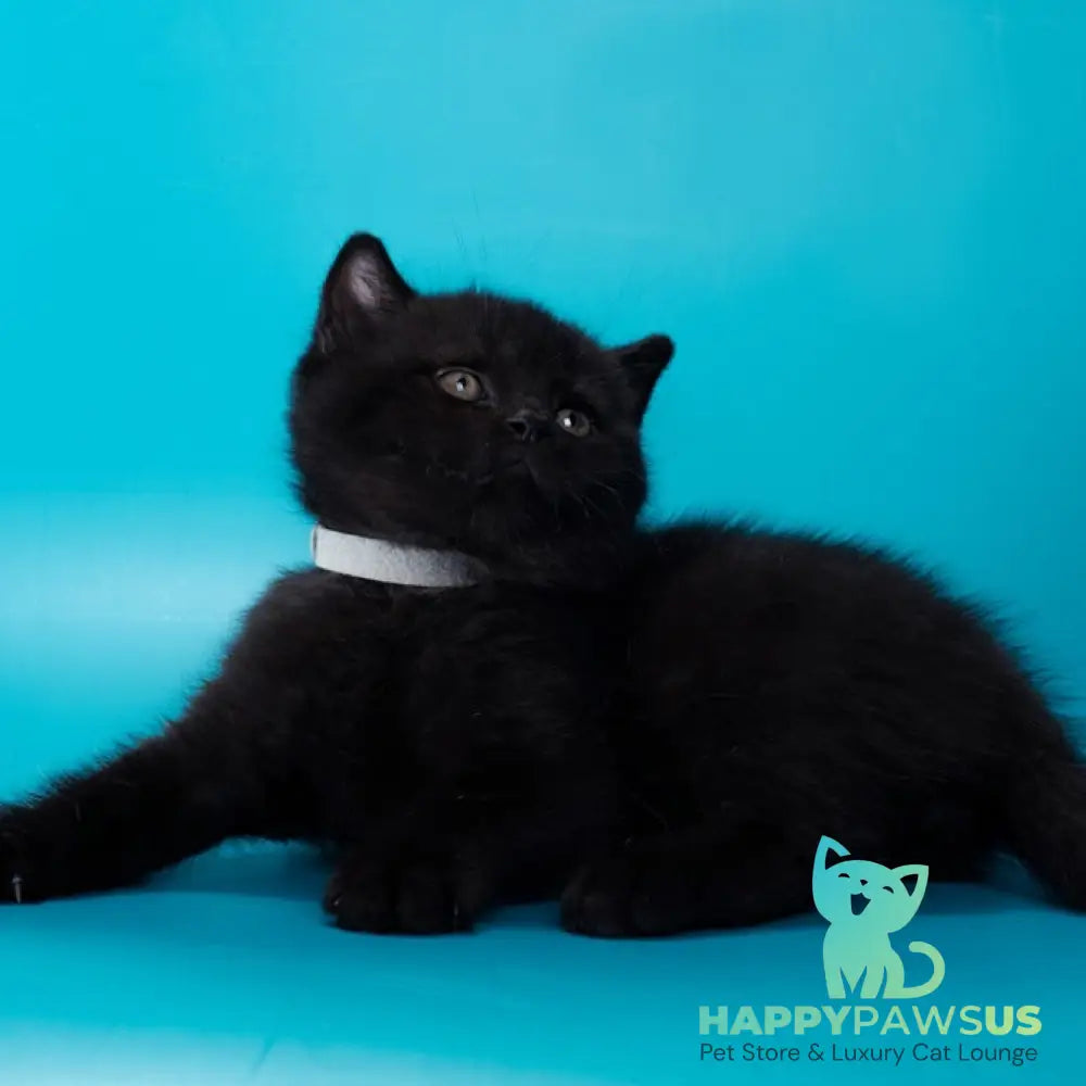 Balkan British Shorthair male black - live animals