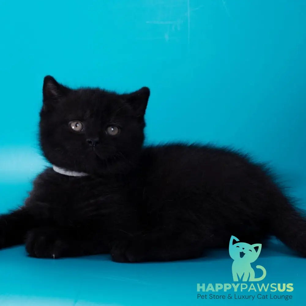 Balkan British Shorthair male black - live animals
