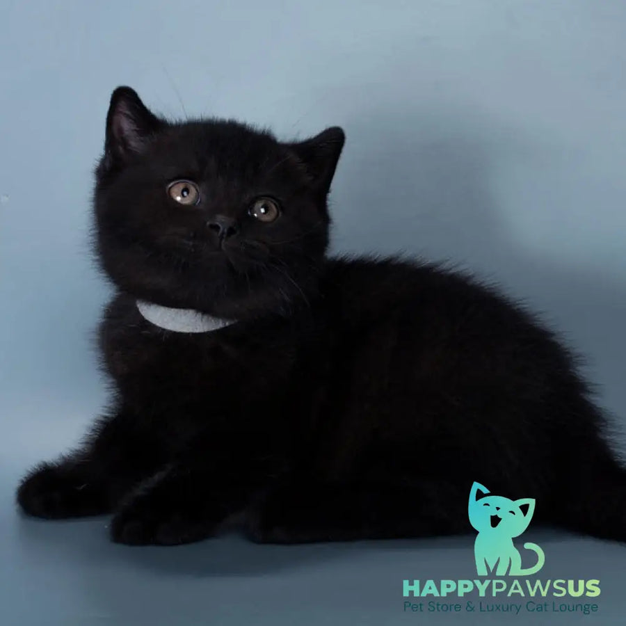 Balkan British Shorthair male black - live animals