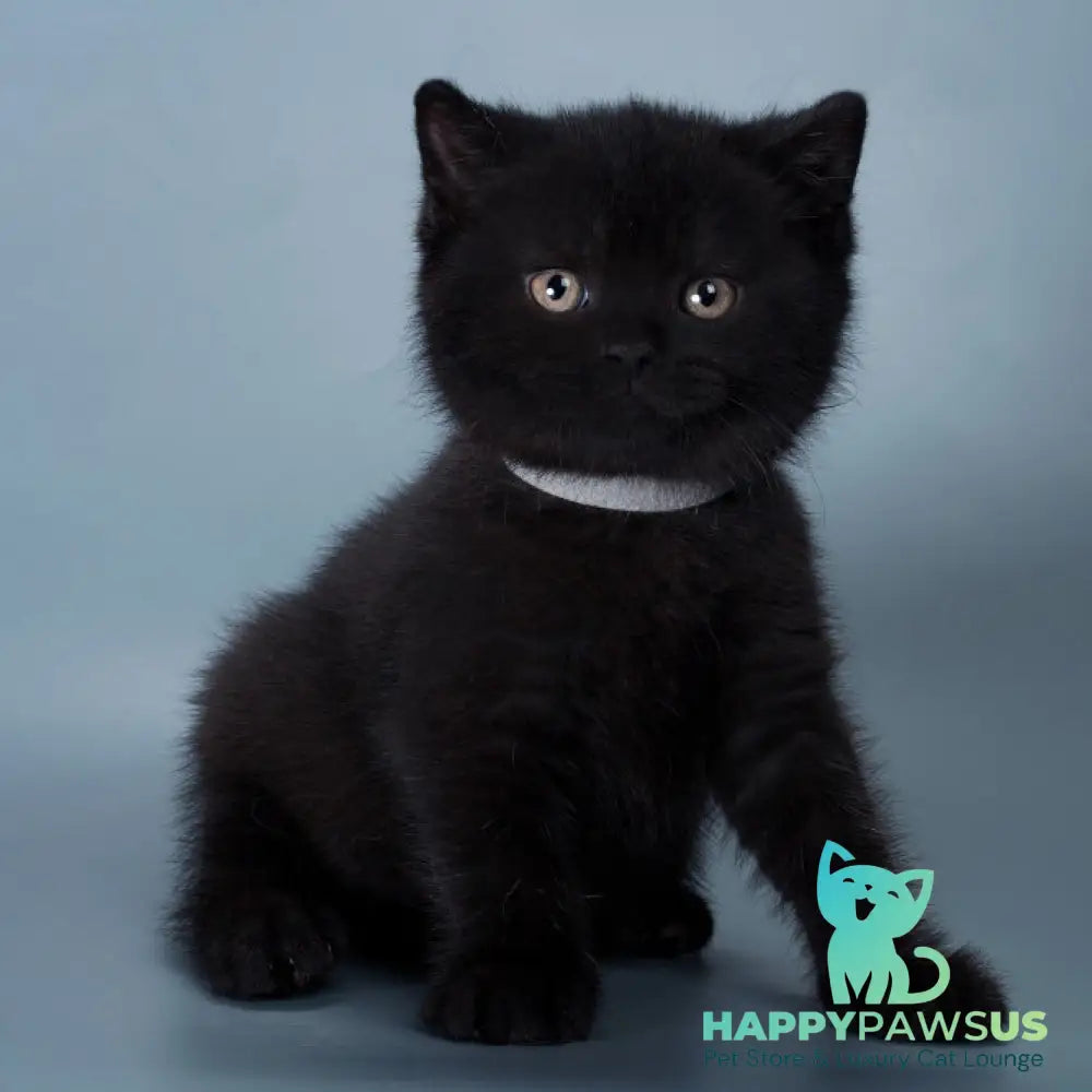 Balkan British Shorthair male black - live animals