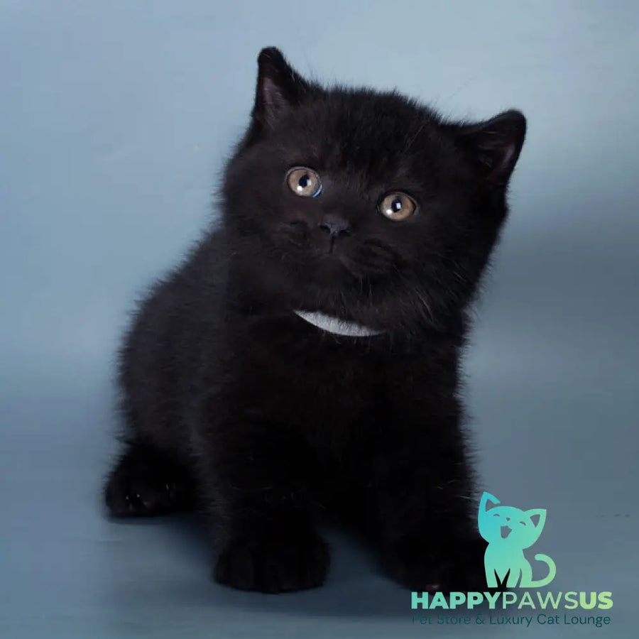 Balkan British Shorthair male black - live animals