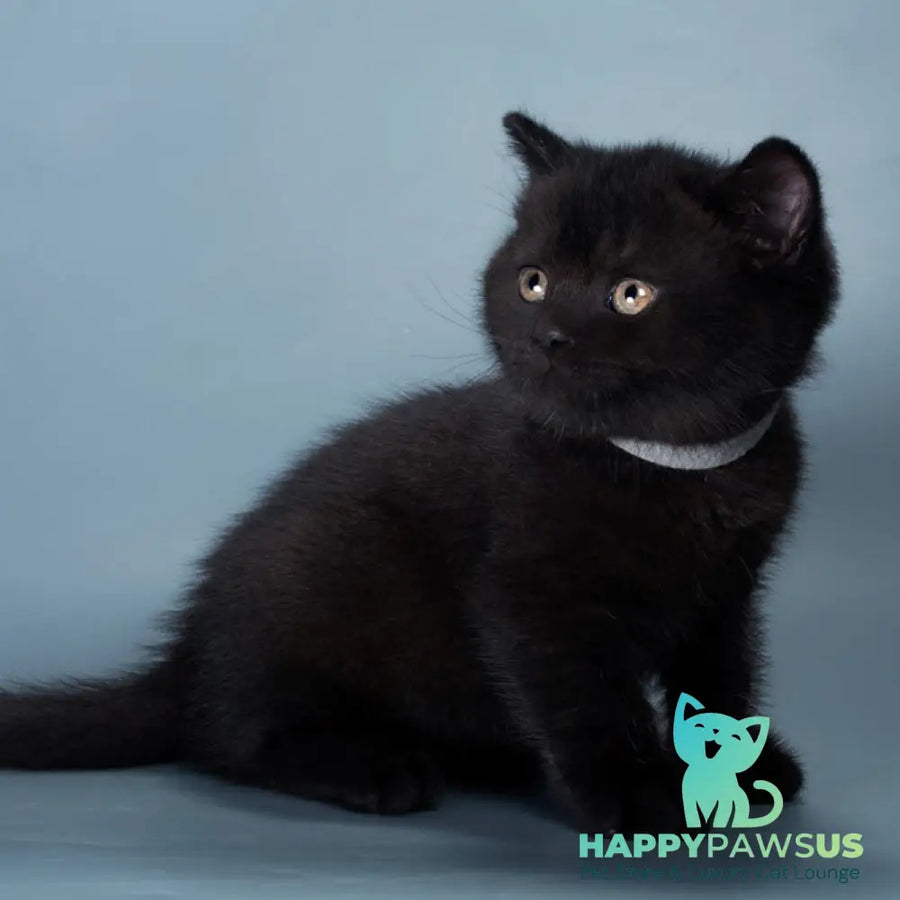 Balkan British Shorthair male black - live animals