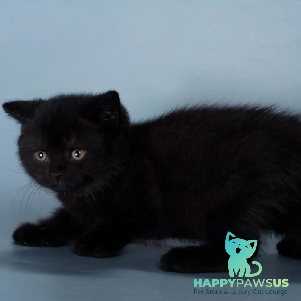 Balkan British Shorthair male black - live animals