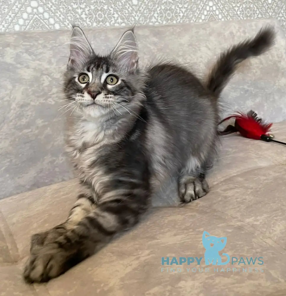 Ballo Maine Coon male black silver tabby live animals