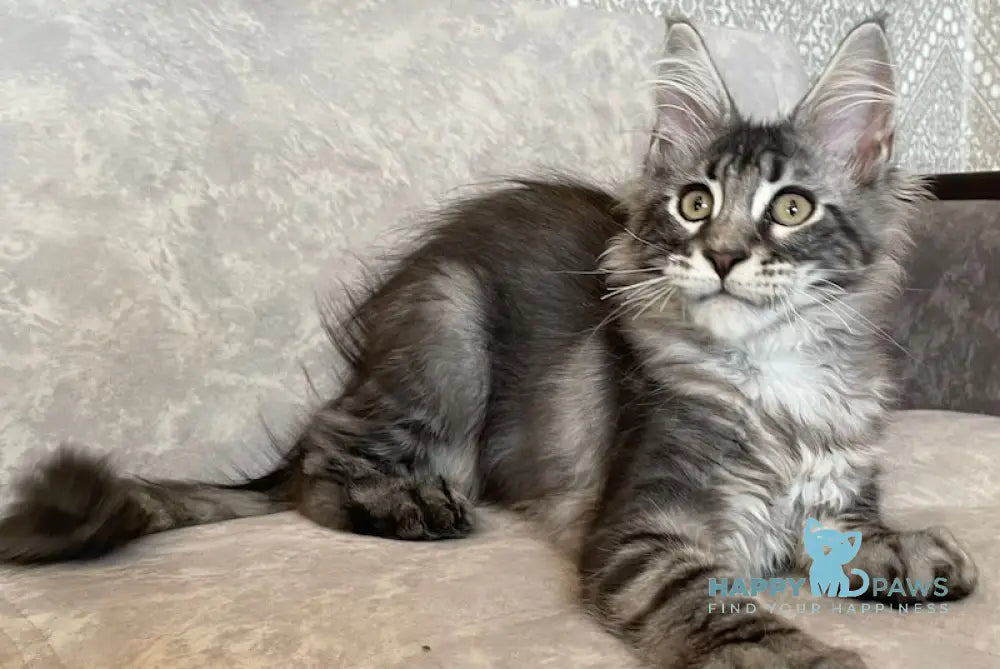 Ballo Maine Coon male black silver tabby live animals