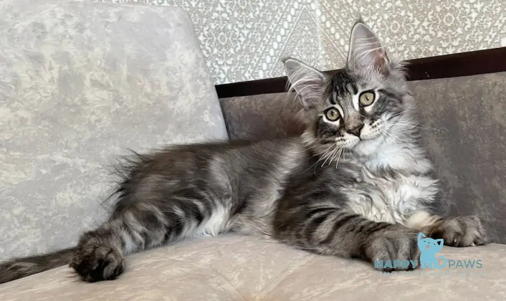 Ballo Maine Coon male black silver tabby live animals