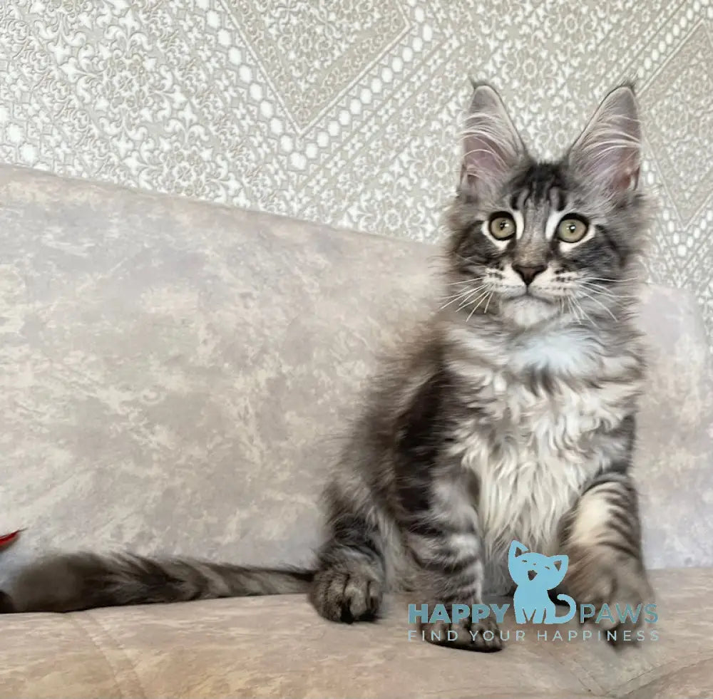 Ballo Maine Coon male black silver tabby live animals