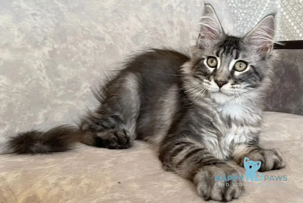 Ballo Maine Coon male black silver tabby live animals