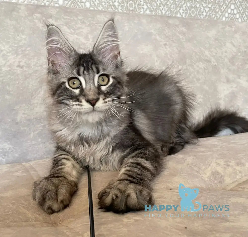 Ballo Maine Coon male black silver tabby live animals