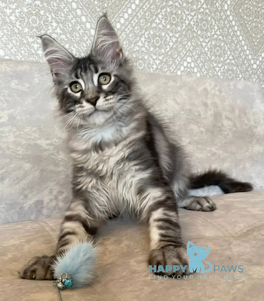 Ballo Maine Coon male black silver tabby live animals