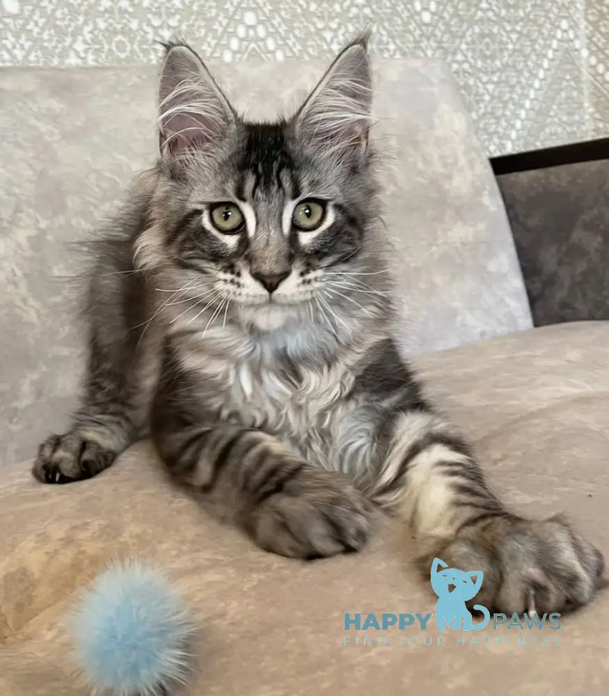 Ballo Maine Coon male black silver tabby live animals