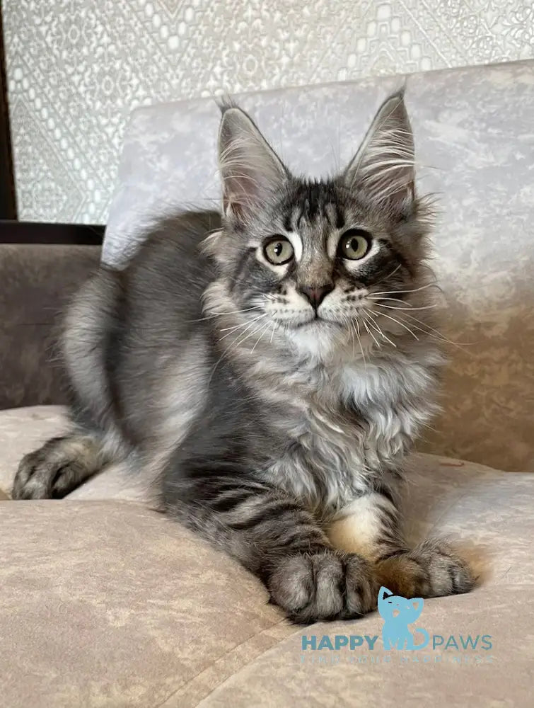 Ballo Maine Coon male black silver tabby live animals