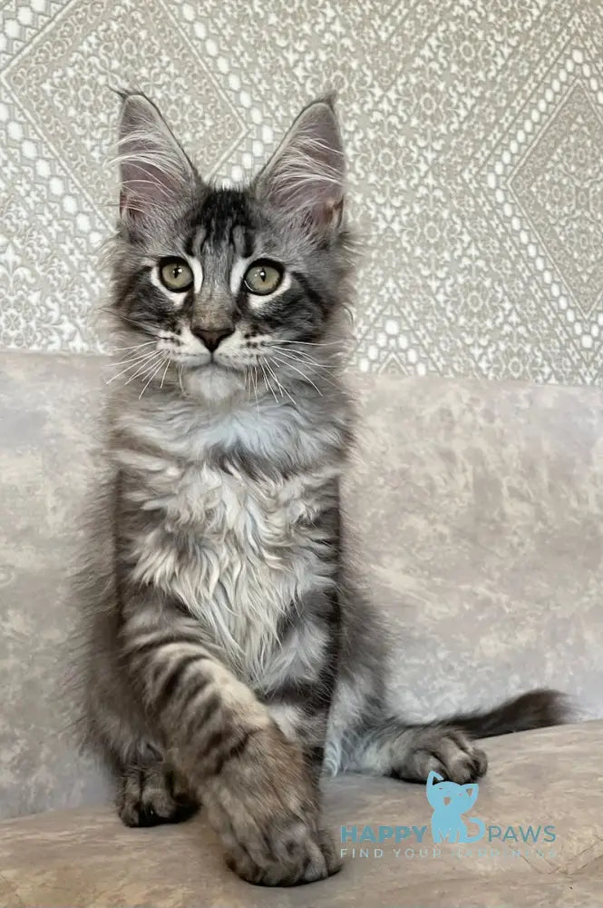 Ballo Maine Coon male black silver tabby live animals