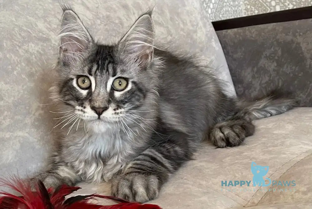 Ballo Maine Coon male black silver tabby live animals