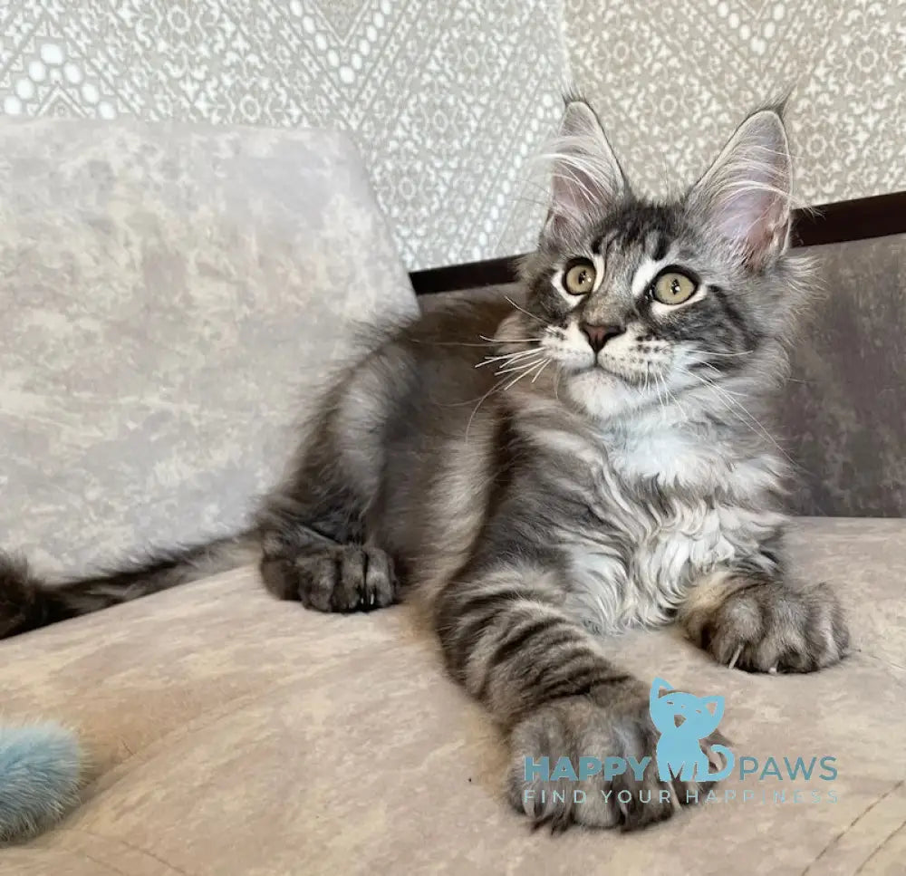Ballo Maine Coon male black silver tabby live animals