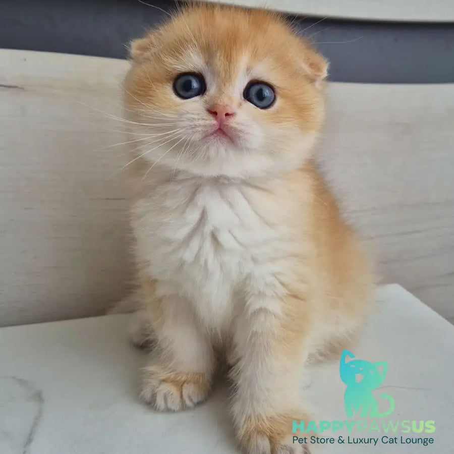 Ballu Scottish Fold male black golden chinchilla - live animals